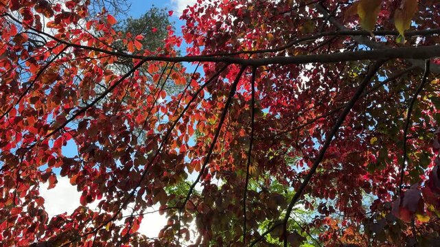 Colorful autumn vibrant red leaves.