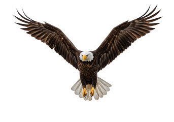 Obraz premium Isolated Bald Eagle in Flight with Wings Spread Wide, Hunting, Predatory Bird of Prey
