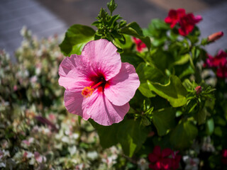 pink hibiscus flower