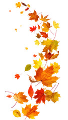 Vibrant autumn leaves gracefully swirl and dance in the breeze, a colorful cascade of seasonal change.