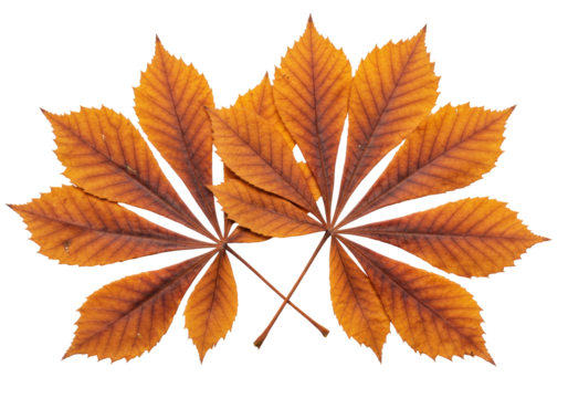 Isolated Autumnal horse chestnut leaves in fall color, cutout foliage with veins texture