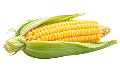 Fresh sweet corn with green husk partially peeled back showing bright yellow kernels ready for cooking or eating