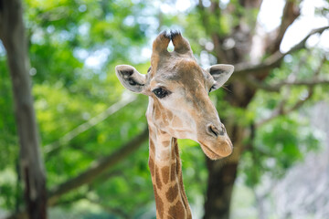 Giraffe head captured up close on a bright sunny day