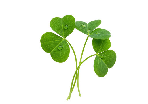 Isolated beautiful green lucky shamrock with drops for Saint Patrick's day celebration