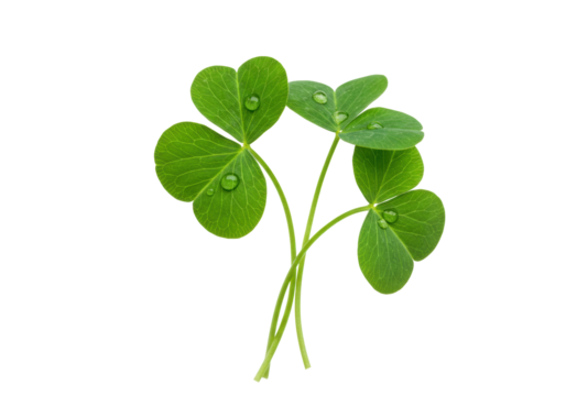 Isolated beautiful green lucky shamrock with drops for Saint Patrick's day celebration