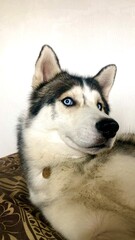 Obraz premium Blue-eyed siberian husky dog portrait