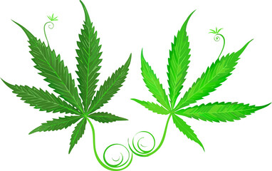 Vibrant green cannabis leaves symbolizing growth and nature's healing properties