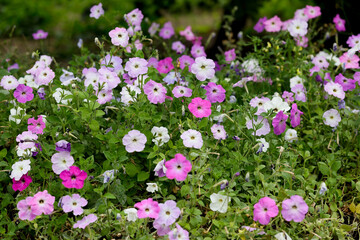 Petunia, namely surfinia. Petunias mixed colors in the garden. Colorful common garden petunias. Petunias floral background