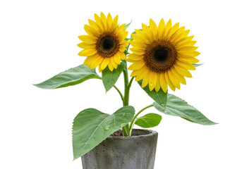 Obraz premium Isolated potted sunflowers in a concrete planter, a vibrant yellow blossom with green leaves