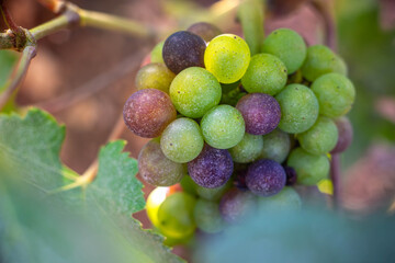 véraison du raisin 