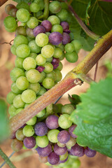 véraison du raisin 