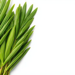 Obraz premium salacca palm shoots on white background