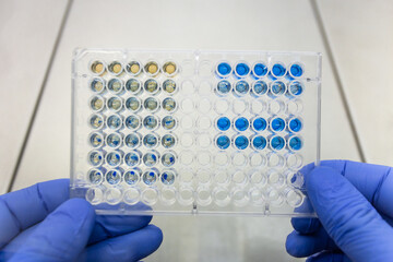 Close-up of an immunological plate with a colored ELISA reaction, blue and yellow wells.