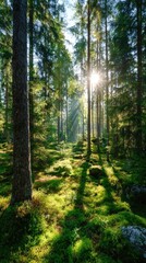 Obraz premium Sunlit rays piercing a dense forest, illuminating lush green foliage and tall trees