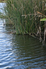 reeds in the water