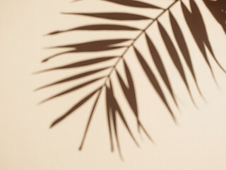 Shadow of a palm leaf on a beige surface