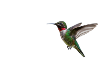 Isolated colorful Ruby-throated Hummingbird male flying mid-air flapping its wings outdoors