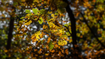 yellow autumn leaves