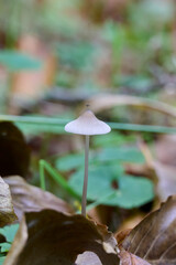 white mushroom alone among the autumn leaves with a mosquito on top