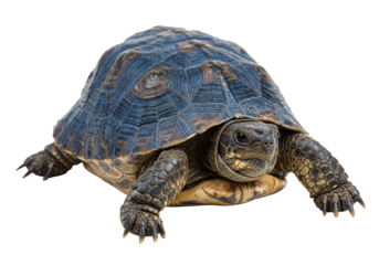 Isolated Turtle with Brown and Blue Shell, Reptile with Sharp Claws Facing Forwardly
