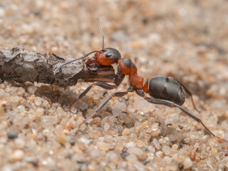 Eine Nahaufnahme einer Waldameise, die versucht, ein kleines Stück Holz über einen sandigen Untergrund zu transportieren.