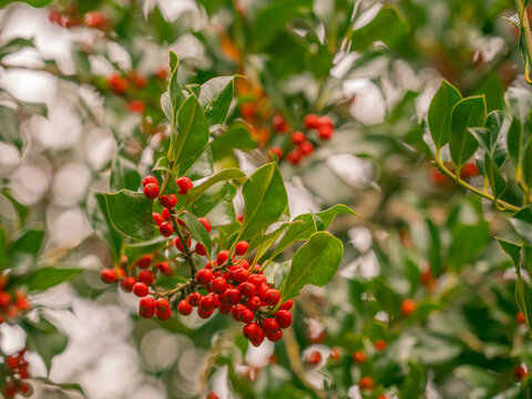 Zu sehen ist eine Nahaufnahme von Zweigen der Europ&auml;ischen Stechpalme (Ilex aquifolium), an denen rote Fr&uuml;chte reifen.