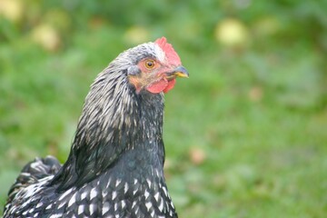 A striking Wyandotte hen with black and white patterned plumage walks through lush garden grass, surrounded by greenery and soft shade. The bird’s detailed feathers standing out.