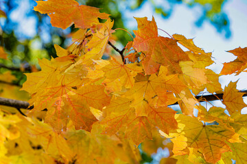 Golden fall. Norway Maple, Acer platanoides, in the garden