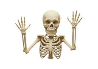 Spooky human skeleton with raised hands and wide grin, perfect for Halloween promotions, educational content, or creative projects needing a touch of the macabre and mysterious.