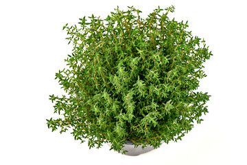 Thyme Herb Plant in Pot, isolated on white background