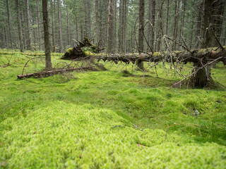 Fallen spruce in forest