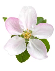 A close-up shot of a delicate flower with white petals and a pink-tinted edge, accompanied by vibrant green leaves