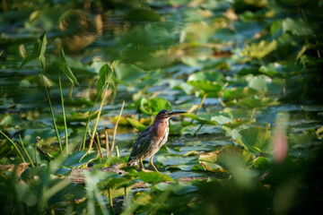 Green Heron in the Pond