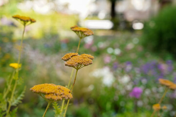 Close-up of yellow wildflowers blooming in a sunny meadow. Natural summer scene with
vibrant colors and a soft blurred background.