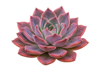 Isolated ornamental succulent plant, reddish-purple leaf rosette, botanical specimen