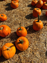pumpkins and gourds