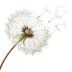 Delicate Dandelion Seed Head, Seeds Dispersing, Isolated on White Background on transparent background