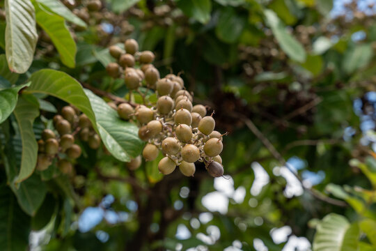 Clusters of dry fruits of the Lagerstroemia speciosa (L.) Pers. tree, known as Banab&aacute; or Queen's Flower. The fruits are woody capsules that persist on the tree