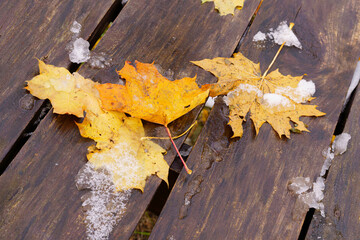 First Snow on a Wooden Bench with Fallen Golden Autumn Leaves