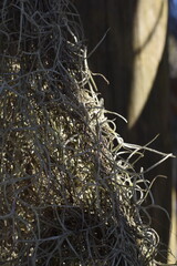 Elegant simple Spanish moss hanging from the branches on the trees.