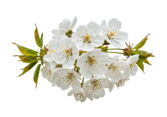 Isolated cluster of spring cherry blossoms against a plain backdrop, floral freshness