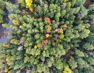 Naklejka premium Aerial drone view of a dense green forest canopy with winding river and patches of autumn-colored trees in early fall