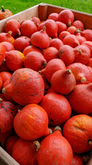  A rustic wooden box overflowing with pumpkins on grass, symbolizing natural abundance and seasonal harvest freshness