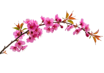Isolated twig with blooming cherry blossoms in pink and brown against a neutral background