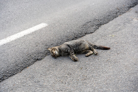 A sad and stark scene of a gray cat hit by a car, lying lifeless on the side of the road, on the pavement. Cars pass by indifferently.