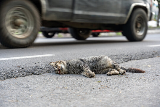 A sad and stark scene of a gray cat hit by a car, lying lifeless on the side of the road, on the pavement. Cars pass by indifferently.