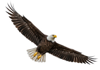 Fototapeta premium Isolated Bald Eagle soaring with wide wings, majestic raptor, powerful bird of prey in flight