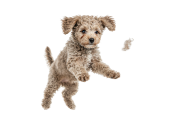 Isolated playful poodle puppy in mid-air with tan curly fur, joyful jumping up
