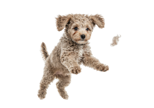 Isolated playful poodle puppy in mid-air with tan curly fur, joyful jumping up