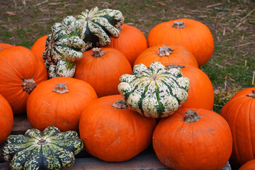 
pumpkins, squash, fruits, orange, autumn, Halloween, composition, nature, harvest